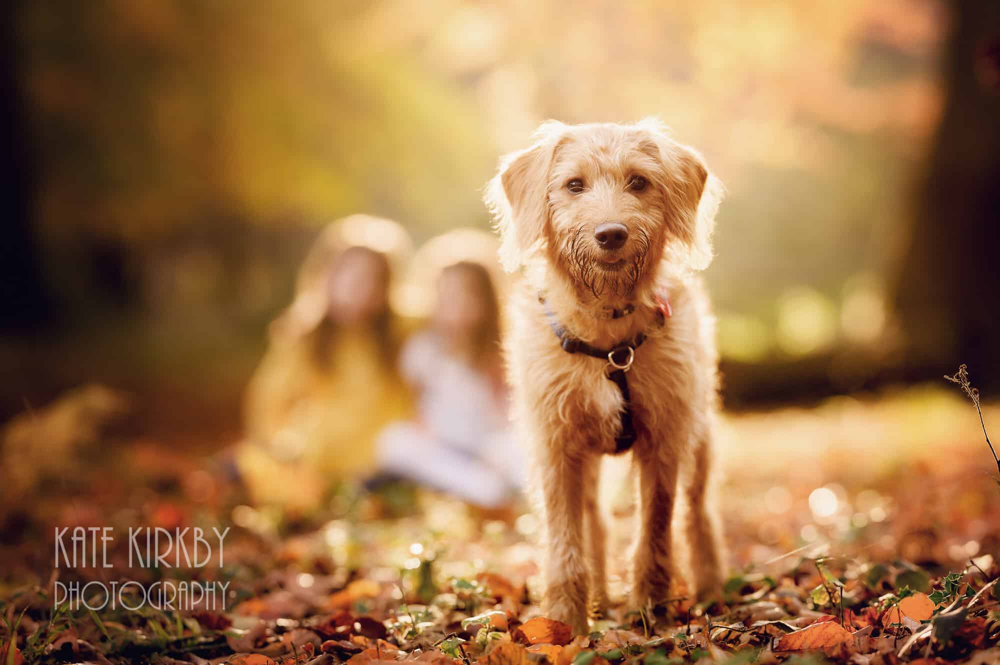 small dog in autumn leave with two girls in the background